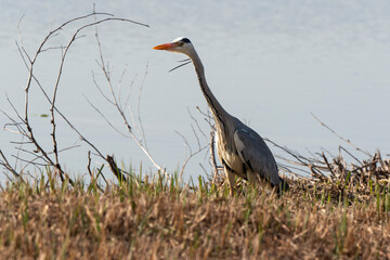Héron cendré, Ardea cinerea, Grey Heron