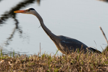 Héron cendré, Ardea cinerea, Grey Heron