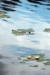 Water lillies in a lake in Northern Ontario