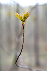 Fresh maple leaves appearing from a bud in spring