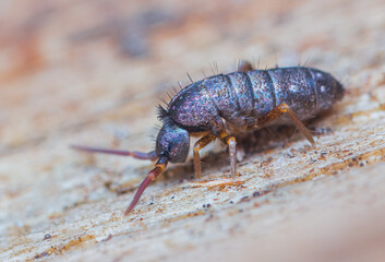 Slender springtail, Orchesella flavescens on wood, close up focus stacked macro photo