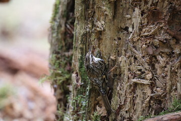  Eurasian treecreeper or common treecreeper (Certhia familiaris) Germany
