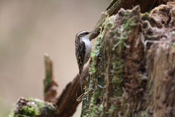  Eurasian treecreeper or common treecreeper (Certhia familiaris) Germany