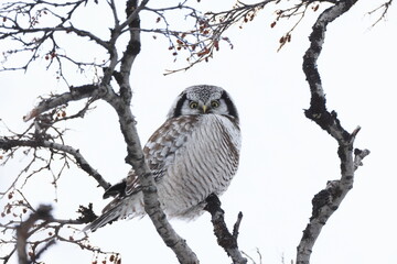 northern hawk-owl or northern hawk owl (Surnia ulula) Norway