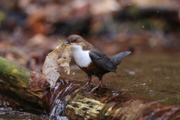 white-throated dipper (Cinclus cinclus) Germany