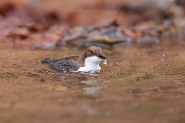 white-throated dipper (Cinclus cinclus) Germany
