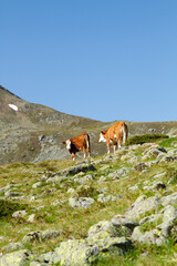 Fototapeta na wymiar Kühe und Berge