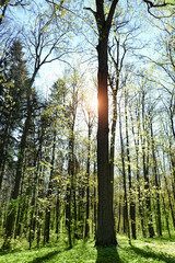 green trees in forest, beautiful natural background. Spring landscape. beautiful sunny day in forest.