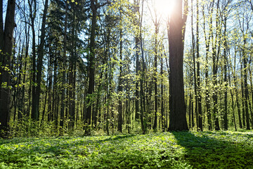green trees in forest, beautiful natural background. Spring landscape. beautiful sunny day in forest.