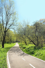 Fototapeta na wymiar road with spring Green trees in city park. sunny day. beautiful spring season. fresh warm weather. 