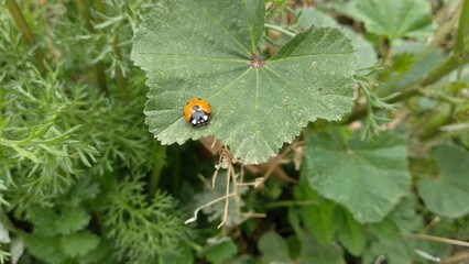Mariquita sobre hoja 