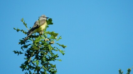 Western Kingbird perched at top of tree branch with blue sky background in North Dakota