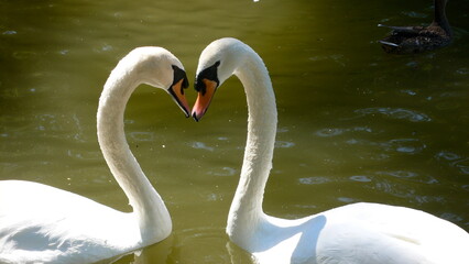 swans