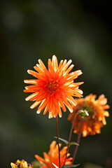 Colourful Dahlias in spring and summer sunshine. 