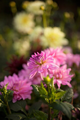 Obraz premium Colourful Dahlias in spring and summer sunshine. 
