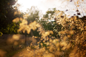 Pampas grass