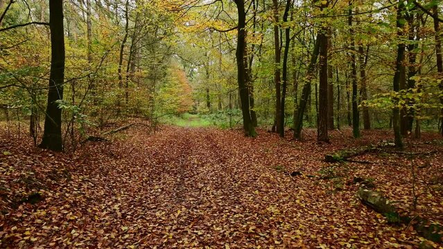 Walk along a forest path in autumn beech and pine  forest, frontal tracking shot with gimbal, emsland, lower saxony, (fagus sylvatica, pinus sylvestris), germany