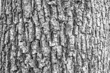 Tree bark background, close-up. Natural trunk textured. Relief texture of tree skin for publication, screensaver, wallpaper, postcard, banner, poster, cover, website