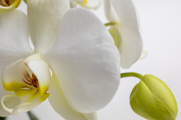 Naklejka na ściany i meble Amazing phalaenopsis orchid flowers of white color, close up. White orchid on white background for publication, poster, calendar, post, screensaver, wallpaper, card, postcard, banner, cover, website