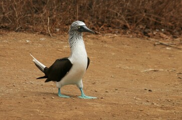 Blue Footed Booby walking