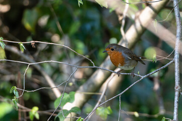 Erithacus rubecula - European robin - Rougegorge