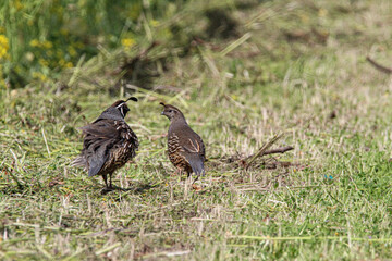 California Quail 