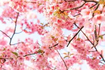 Obraz premium 晴天の日の青空と桜