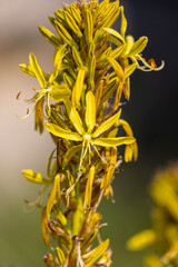 Flowers of Asphodeline lutea commonly called king's spear