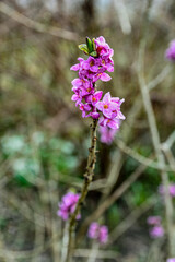 Flowers of February daphne, Daphne mezereum in blooming