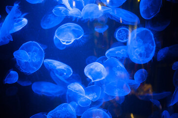 deep sea jellyfish in the water column