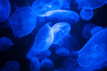 deep sea jellyfish in the water column