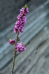 Flowers of February daphne, Daphne mezereum in blooming