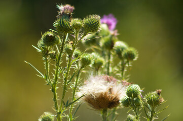 Closeup of bull thistle buds with selective focus on foreground and green blurred background