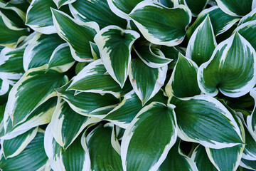 Naklejka na ściany i meble Natural background. Green leaves of ornamental plants. Hosta plantain in the garden. High quality photo