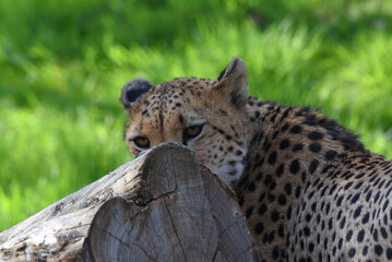 junger Gepard © R+R