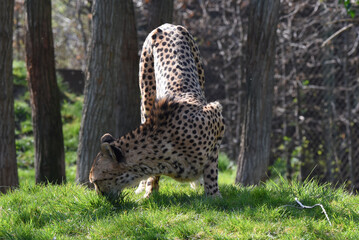 junger Gepard © R+R