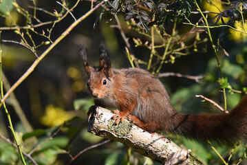 Eichhörnchen 