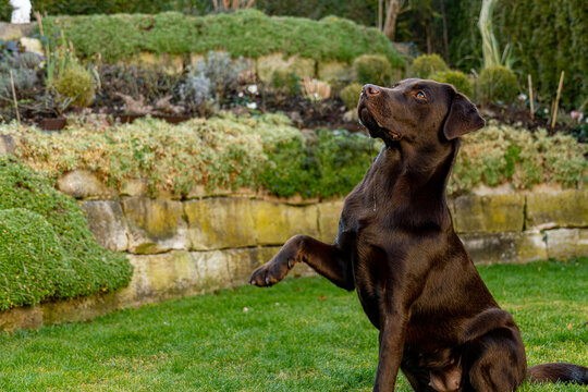 brown laprador dog gives paw