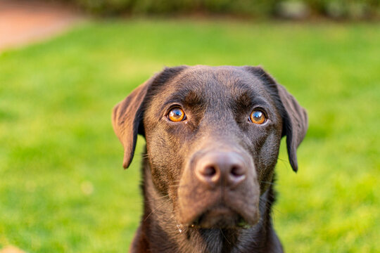 brown Laprador dog looks directly into the camera