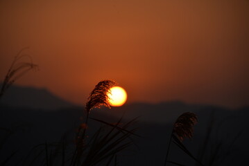 suncheon bay