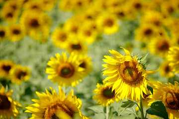 Close up yellow sunflower flower in blur of a sunflower field on sunny day