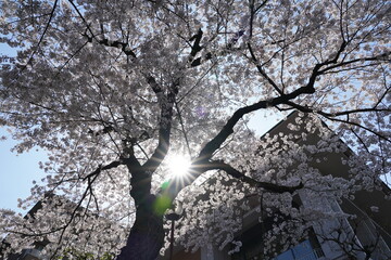 桜　京都