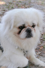 White Pekingese dog face close-up