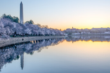 Cherry Blossoms at dawn with the Washington Monument reflected in the Tidal Basin, Washington DC