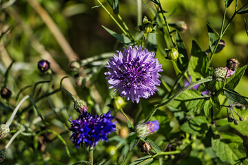 Kornblume auf einer grünen Wiese 