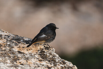 pájaro posado en roca en parque natural de andalucia