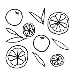 Oranges Line Drawings