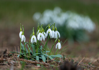 White snowdrop flowers on a green background