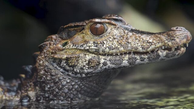 Portrait of caiman of schneider