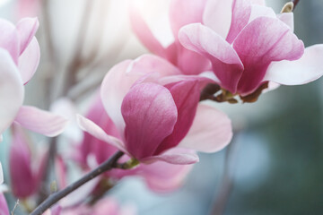 Magnolia flowers, pink blooming tree spring background